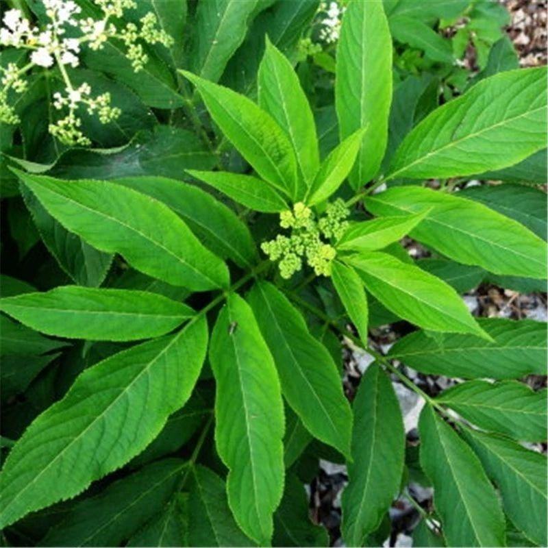 纯野生新鲜接骨草贵州野生八棱麻大臭草接骨草根