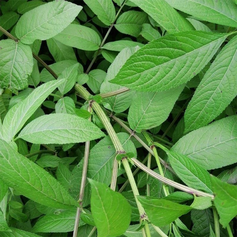 纯野生新鲜接骨草贵州野生八棱麻大臭草接骨草根