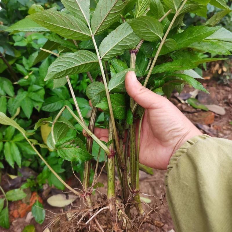 纯野生新鲜接骨草贵州野生八棱麻大臭草接骨草根