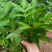 纯野生新鲜接骨草贵州野生八棱麻大臭草接骨草根