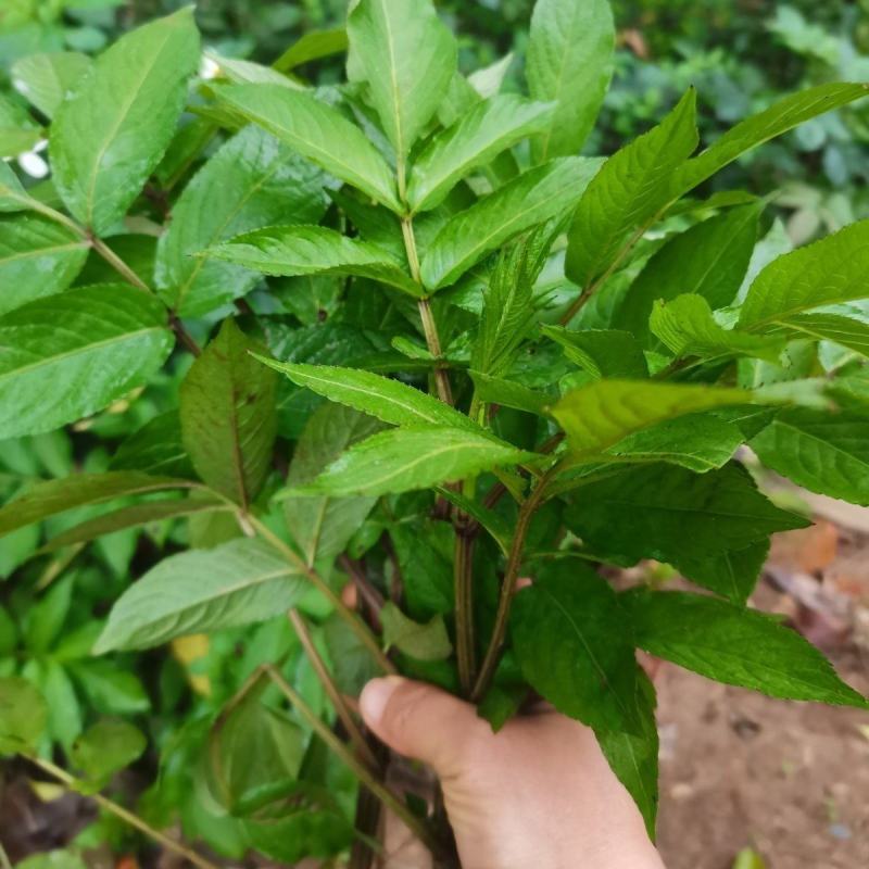 纯野生新鲜接骨草贵州野生八棱麻大臭草接骨草根