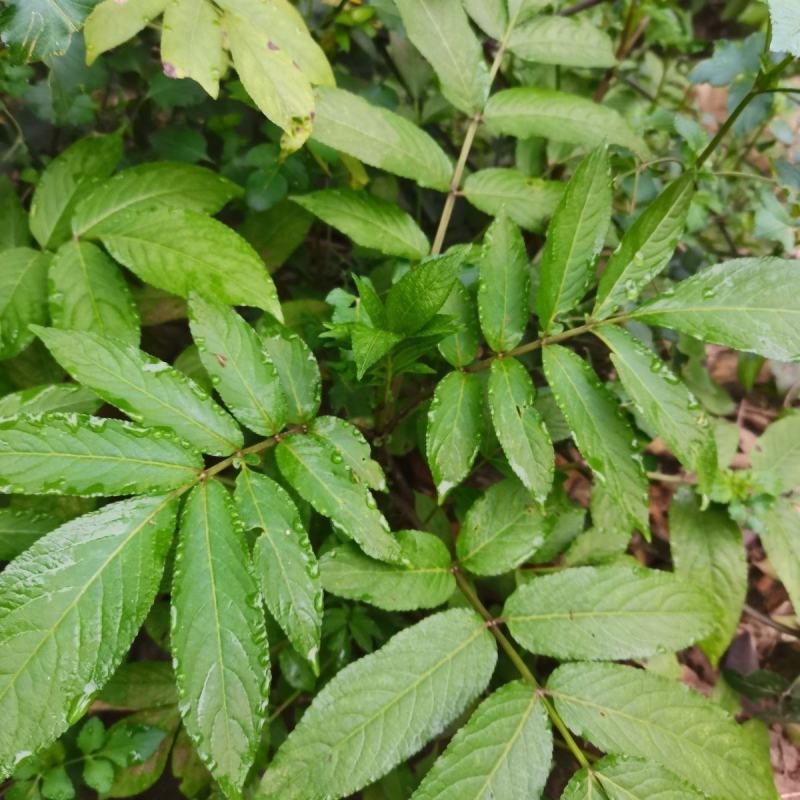 纯野生新鲜接骨草贵州野生八棱麻大臭草接骨草根