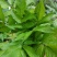 纯野生新鲜接骨草贵州野生八棱麻大臭草接骨草根