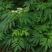 纯野生新鲜接骨草贵州野生八棱麻大臭草接骨草根