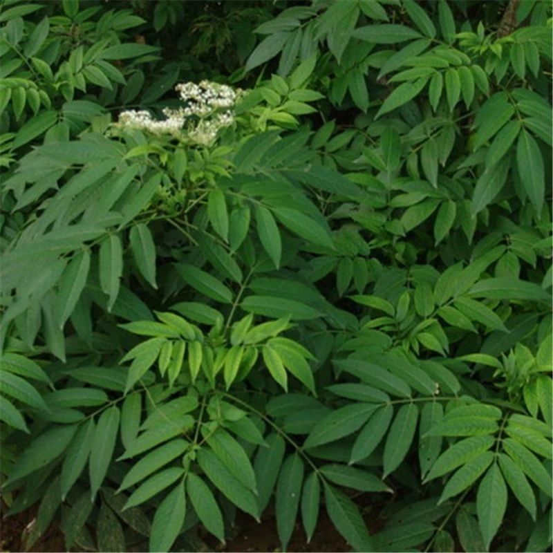 纯野生新鲜接骨草贵州野生八棱麻大臭草接骨草根