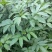 纯野生新鲜接骨草贵州野生八棱麻大臭草接骨草根