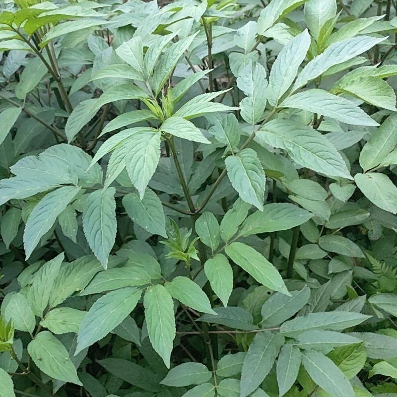 纯野生新鲜接骨草贵州野生八棱麻大臭草接骨草根