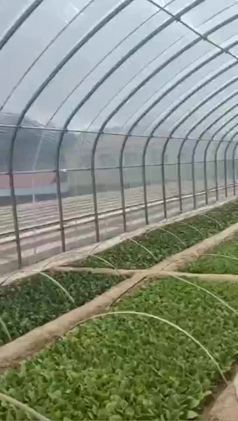 西瓜棚草莓棚葡萄避雨棚蔬菜棚各种棚型