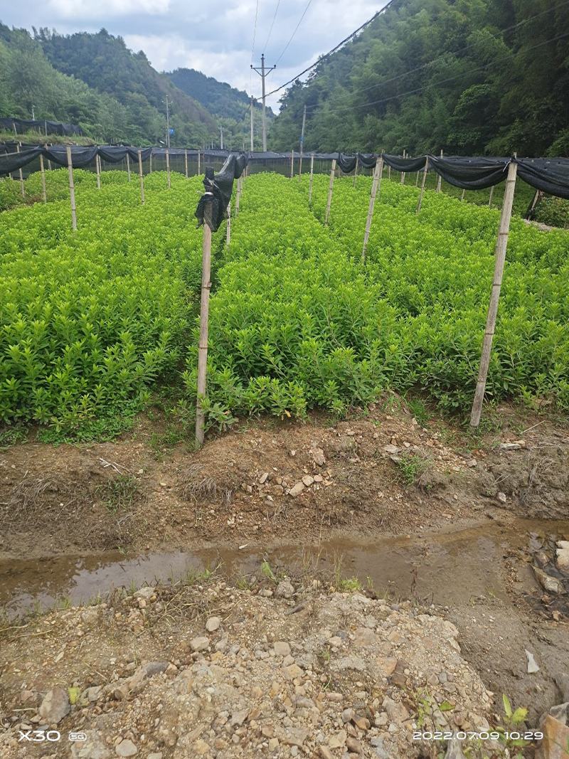春鹃小毛球径壮叶茂易成活