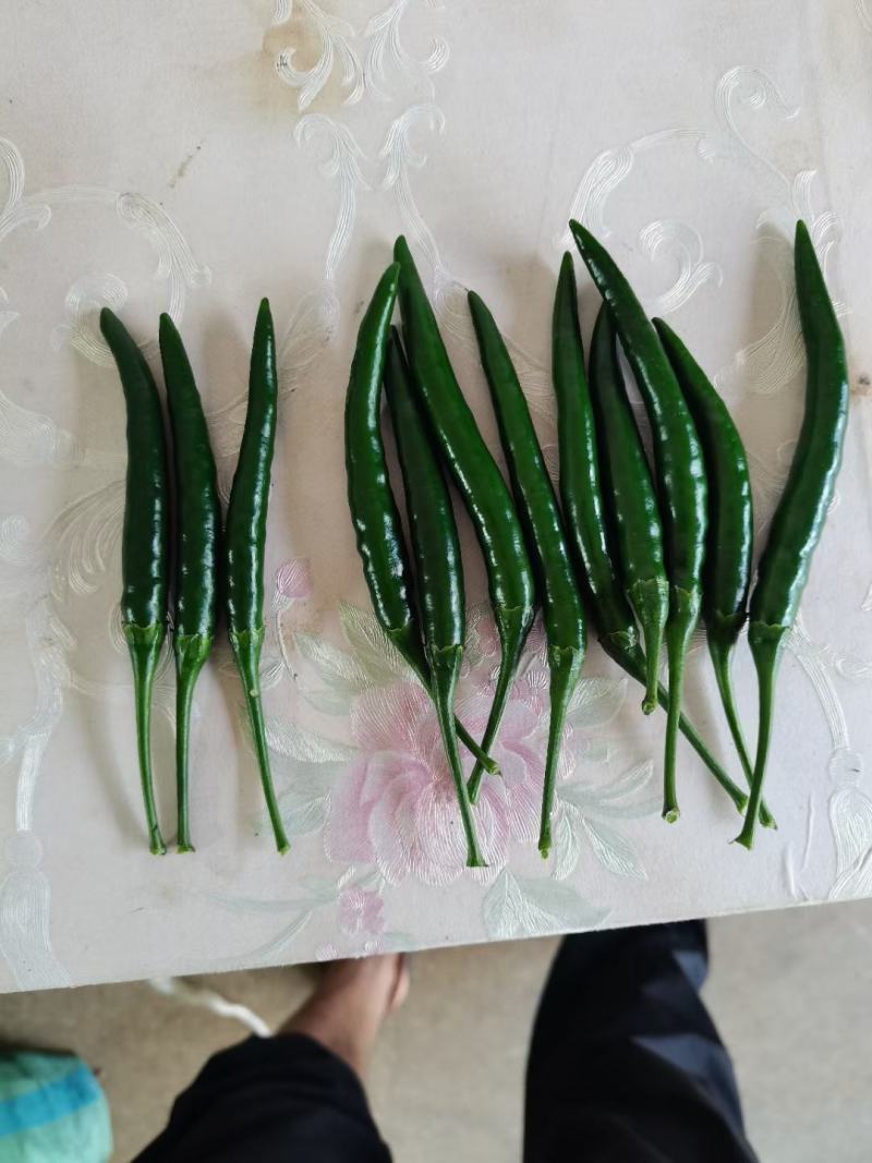 贵州高原小米辣，产地直销，量大从优