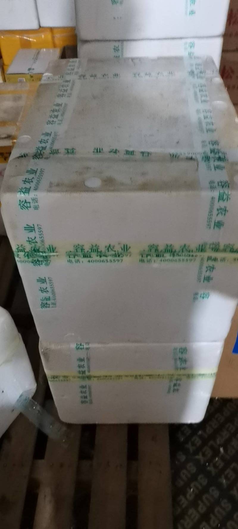 绣球菌基地一手货源供应商超电商欢迎选购