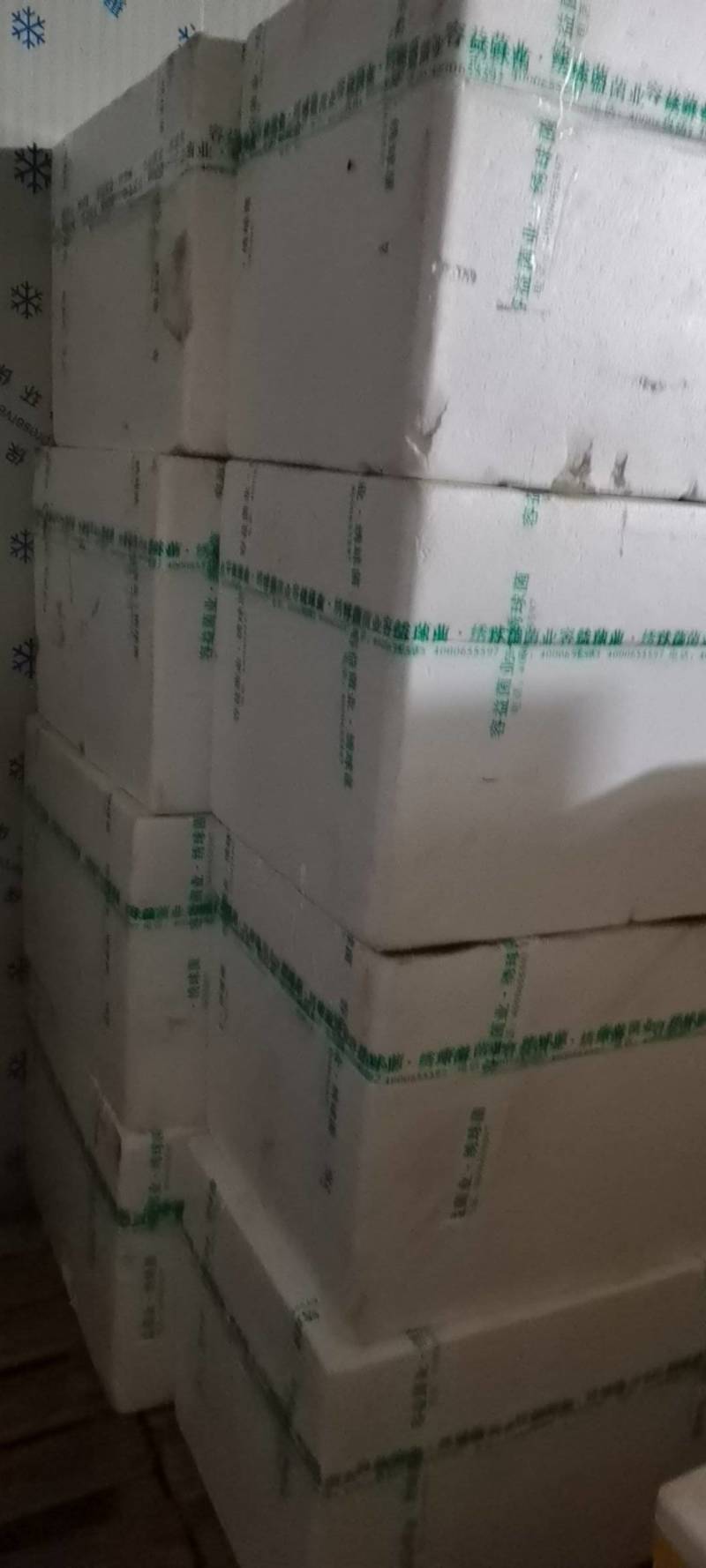 绣球菌基地一手货源供应商超电商欢迎选购