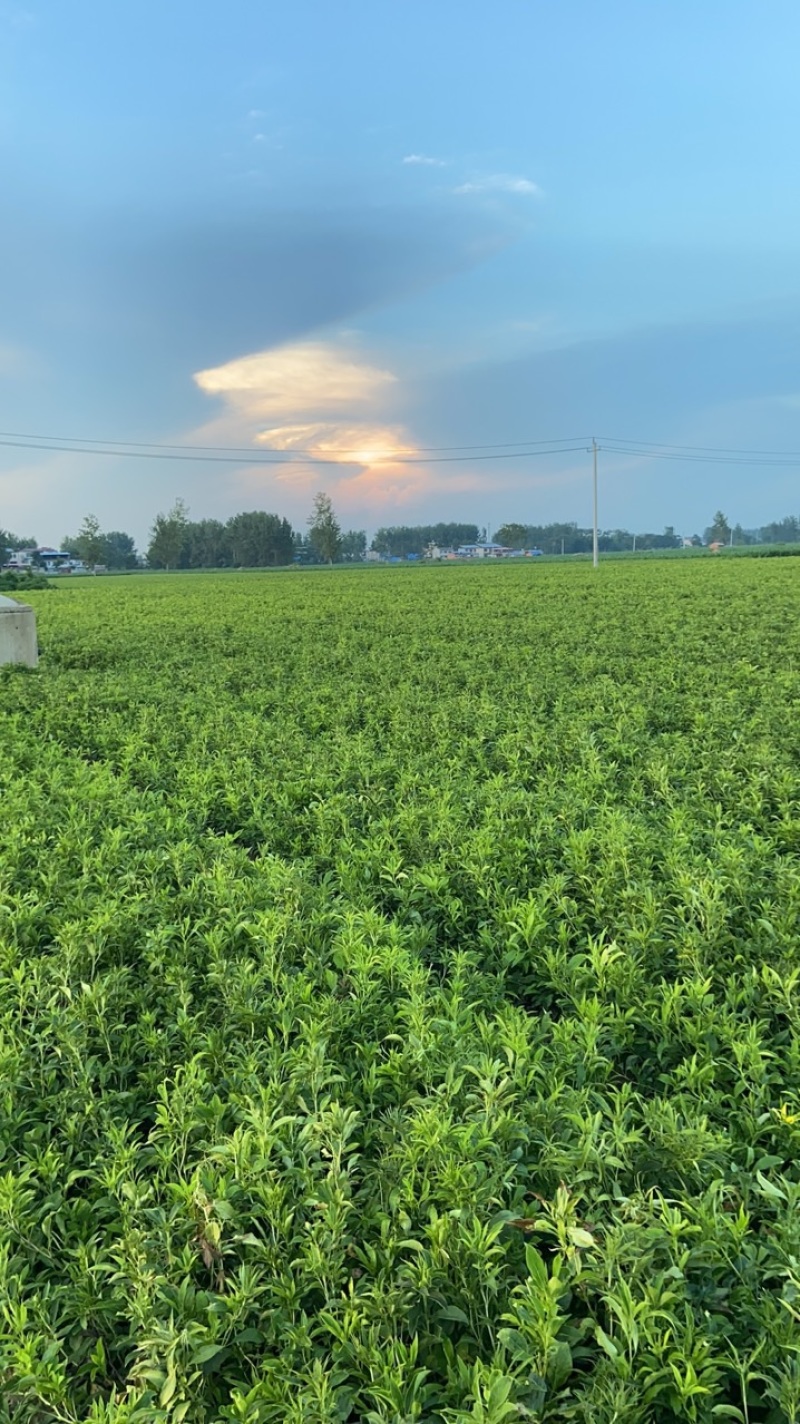 400亩一年生改良白术长势喜人，欢迎老板咨询订购！