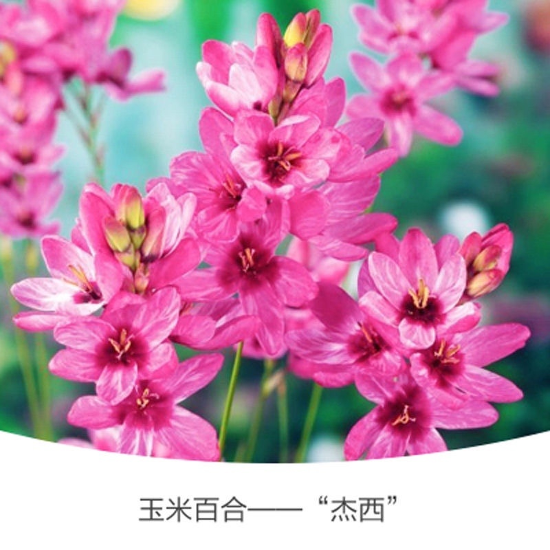 新品南非进口玉米百合种球室内外阳台四季盆栽开花植物多年球