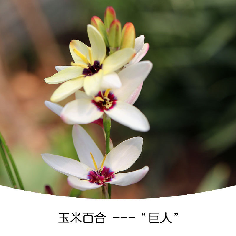 新品南非进口玉米百合种球室内外阳台四季盆栽开花植物多年球