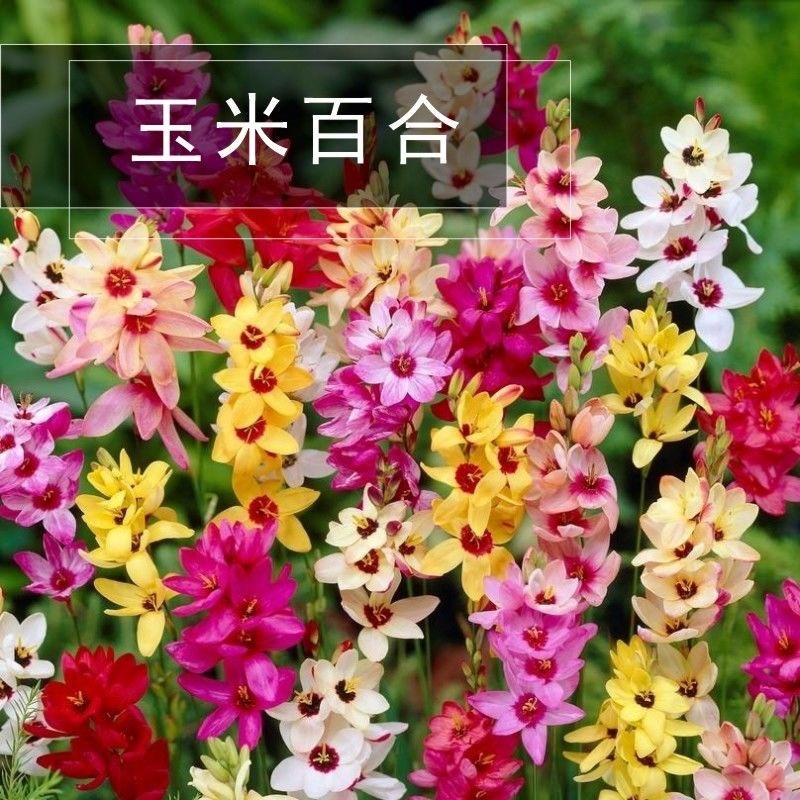 新品南非进口玉米百合种球室内外阳台四季盆栽开花植物多年球