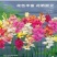 新品南非进口玉米百合种球室内外阳台四季盆栽开花植物多年球