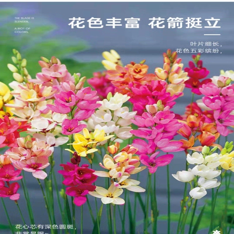 新品南非进口玉米百合种球室内外阳台四季盆栽开花植物多年球