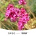 新品南非进口玉米百合种球室内外阳台四季盆栽开花植物多年球