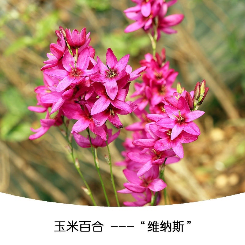 新品南非进口玉米百合种球室内外阳台四季盆栽开花植物多年球