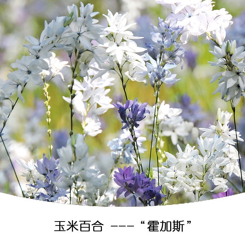 新品南非进口玉米百合种球室内外阳台四季盆栽开花植物多年球