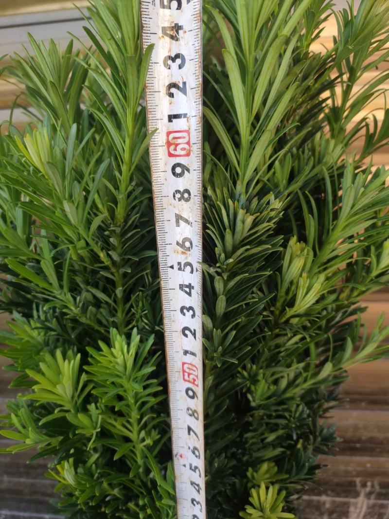 小叶雀舌罗汉松苗，根系粗壮叶片翠绿