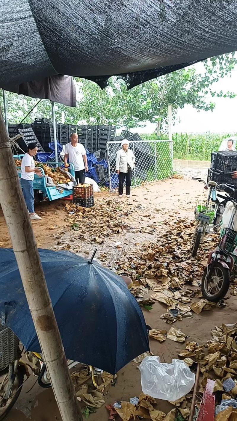 威县蟠桃油蟠桃七大量上市，欢迎各位老板前来采购！
