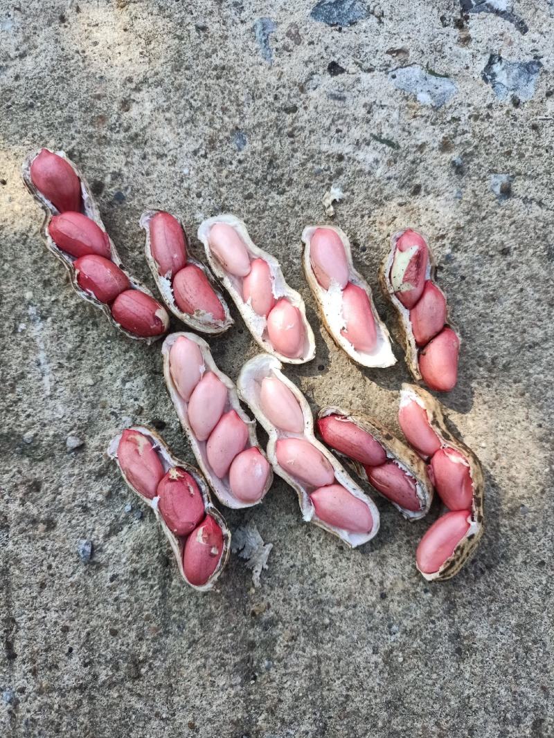 徐州精品四粒红鲜花生