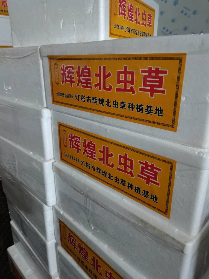 【精品】虫草花产地一手货源价格便宜欢迎选购