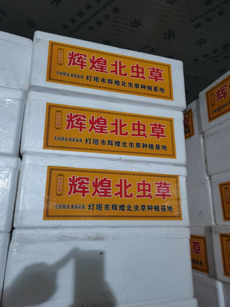 【精品】虫草花产地一手货源价格便宜欢迎选购