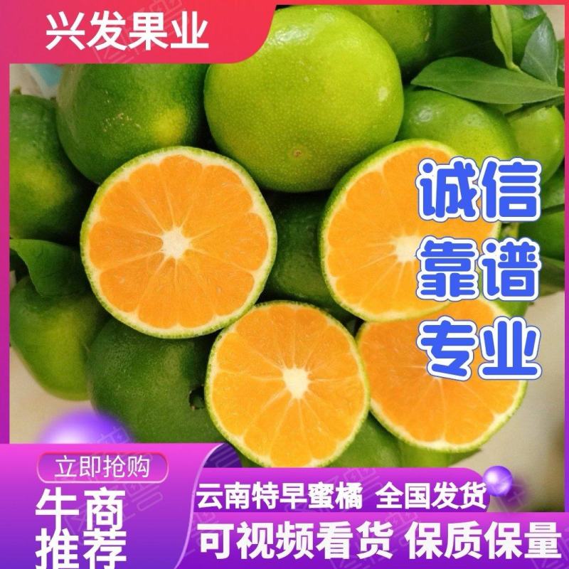 云南特早蜜桔，皮薄无籽化口感甜现采鲜果基地一手货源直发