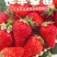 长丰草莓