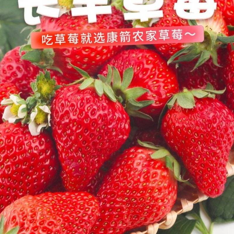 长丰草莓