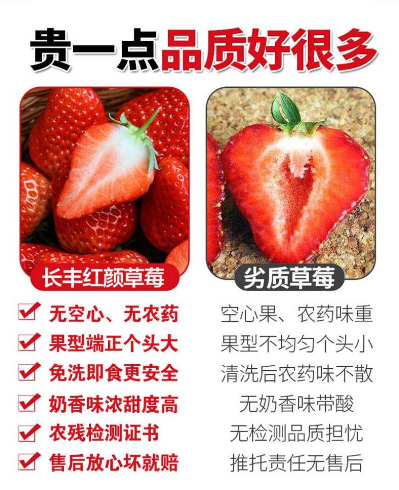 长丰草莓