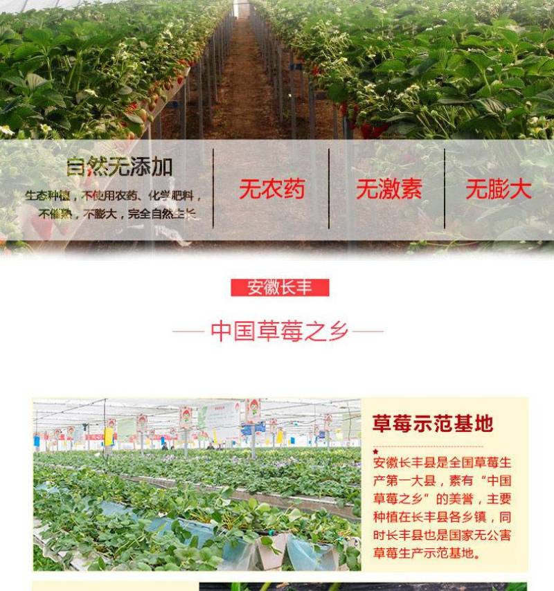 长丰草莓