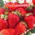 长丰草莓