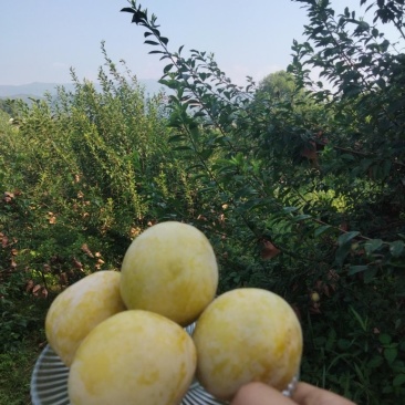 黄金奈李