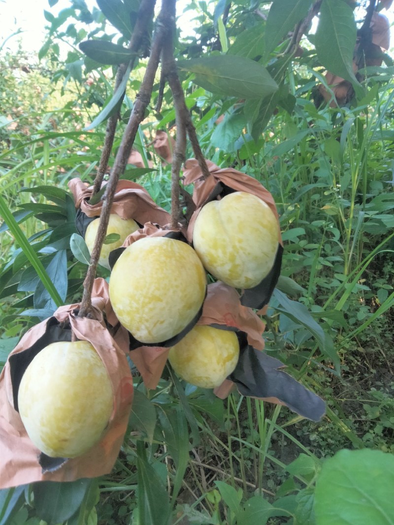 黄金奈李