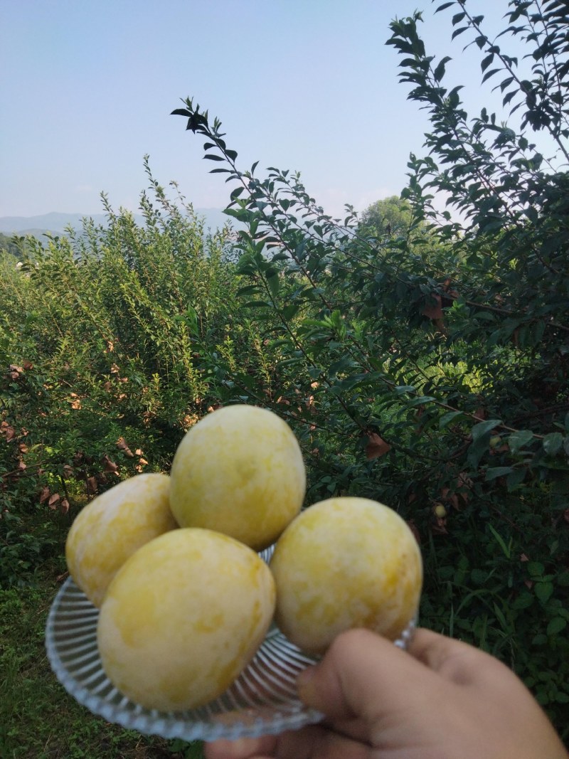 黄金奈李