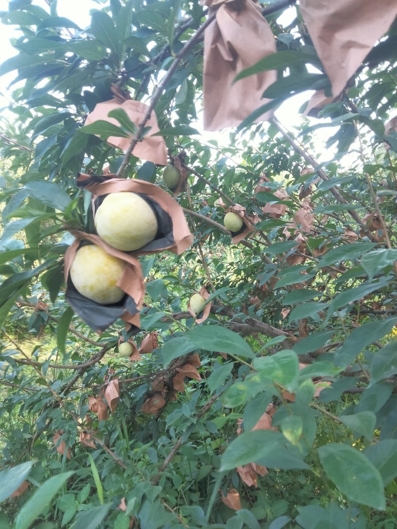 黄金奈李