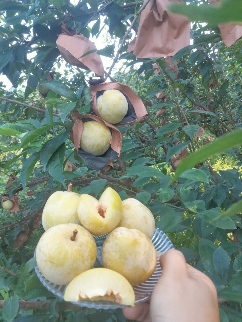 黄金奈李
