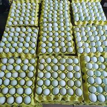精品绿壳乌鸡蛋十个一斤精品鸡蛋全国发货精品
