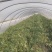 甘美皇大量上市