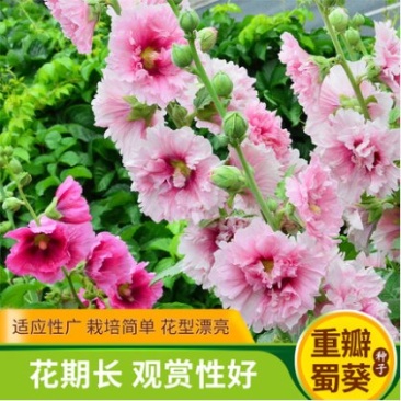 蜀葵种子春秋四季易开花多年生宿根花卉室外花卉