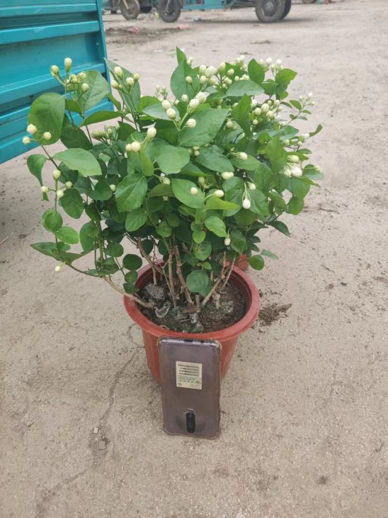 各种盆大小茉莉