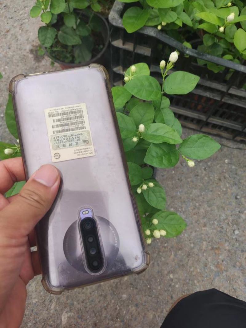 各种盆大小茉莉