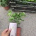 各种盆大小茉莉