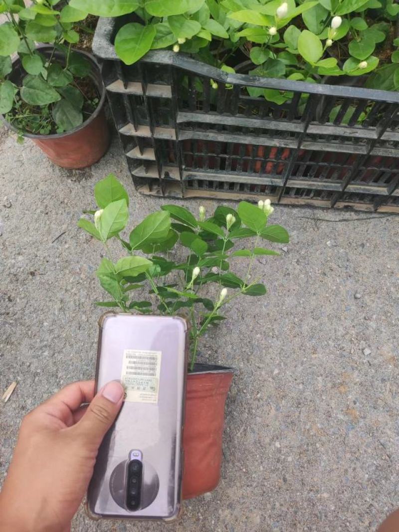 各种盆大小茉莉