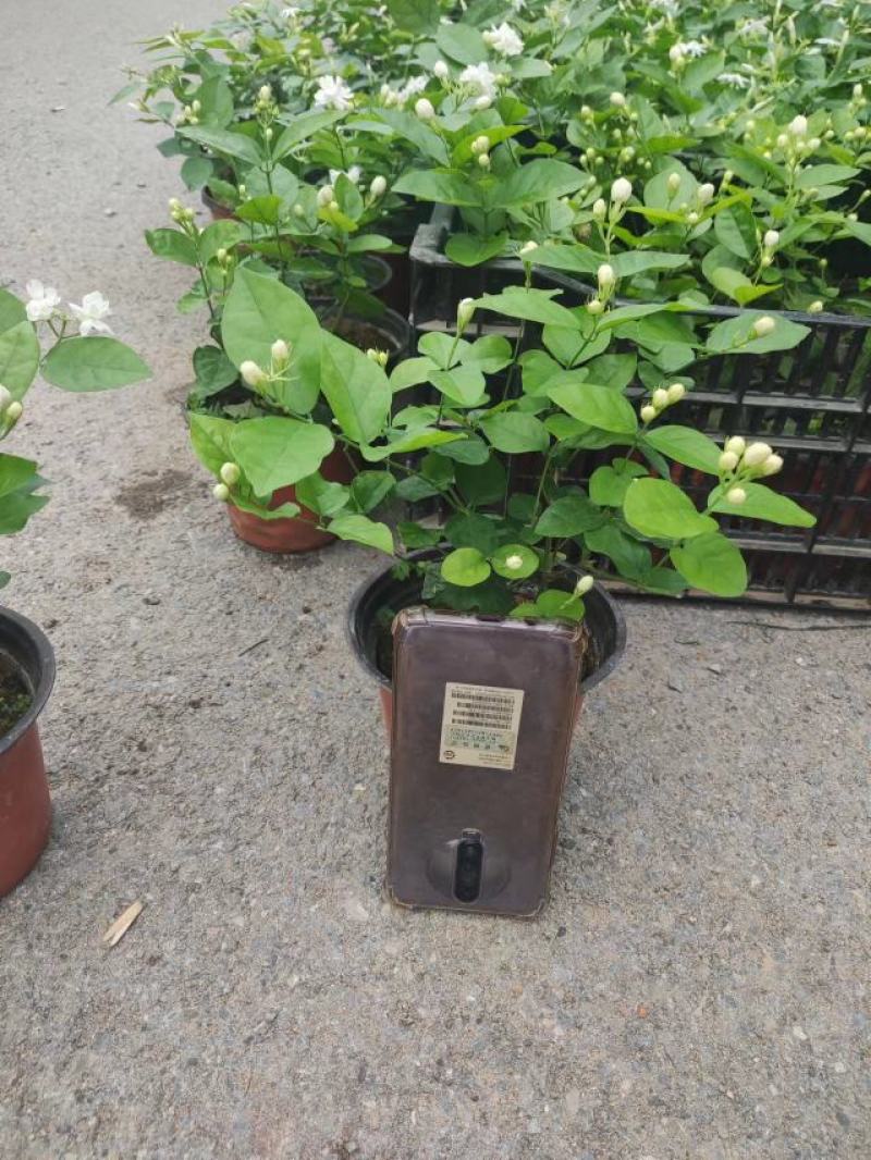 各种盆大小茉莉