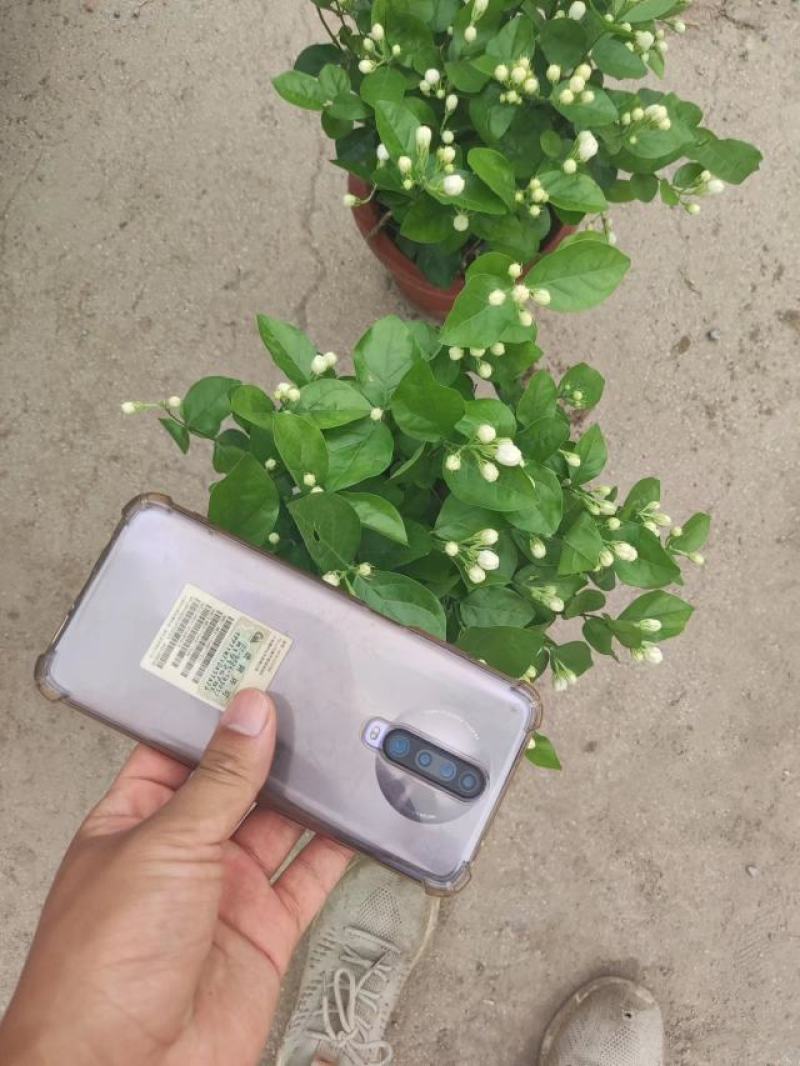 各种盆大小茉莉